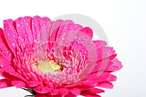 Gerbera