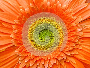 Gerbera