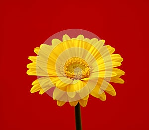 Gerbera photo