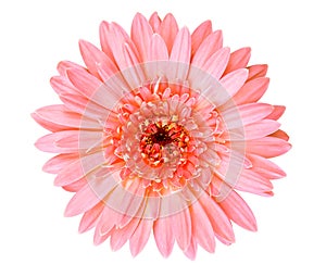 Pink Gerbera daisy flower isolated on white background.