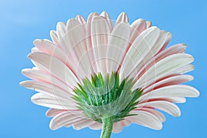 Gerbera