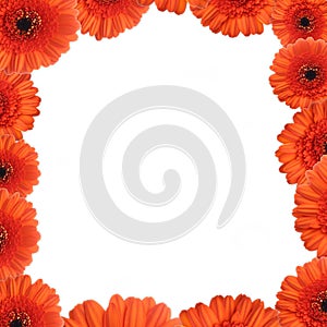 Gerbera