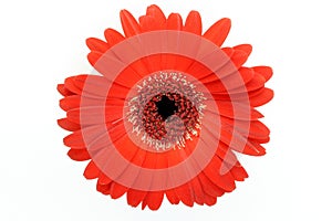 Gerbera