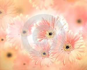 Gerbera