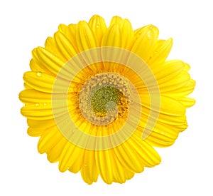 Gerbera photo