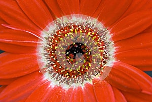 Gerbera