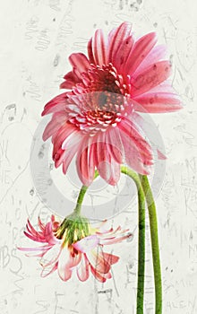 Gerbera