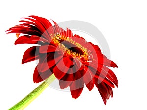 Gerbera