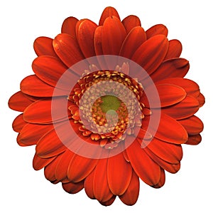 Gerbera