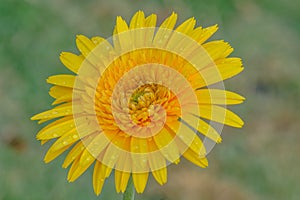 Gerbera