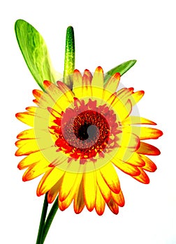 Gerbera and anthurie