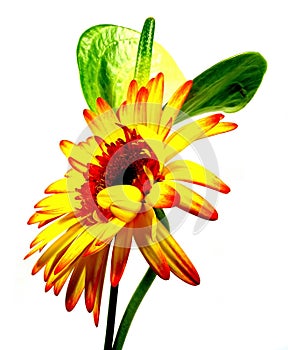 Gerbera with anthurie