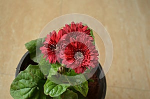 Gerbera Asteraceae family African Daisy. Perennial herbs. Woolly crown. Used as a decorative garden plant or as cut flowers.