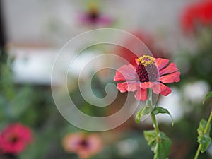 Gerbera , Barberton daisy pink color on burred of nature background space for copy write
