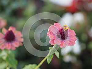 Gerbera , Barberton daisy pink color on burred of nature background space for copy write