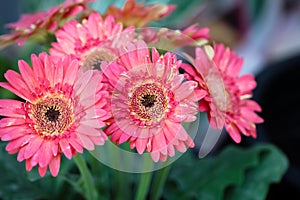 Gerbera or barberton daisy pink flowers blooming with green leaf stem in pot macro background