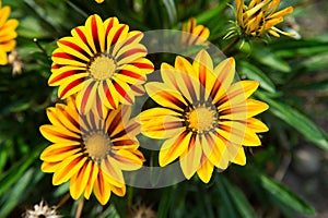 Gerbera blossom on blurred natural background. Gerbera flowers in summer garden. Blossoming flowers with yellow and red