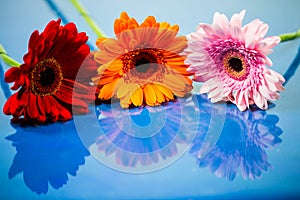 Gerbera on blue background