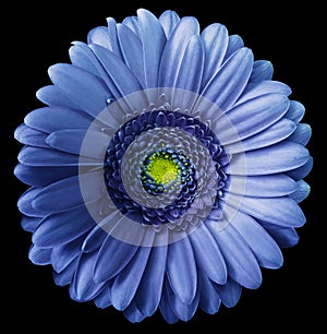 Gerbera blue flower on black isolated background with clipping path. no shadows. Closeup.