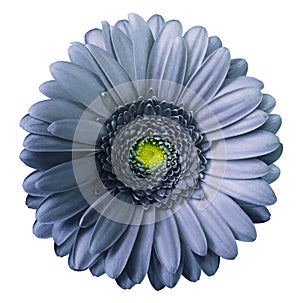 Gerbera blue flower on white isolated background with clipping path. no shadows. Closeup. photo