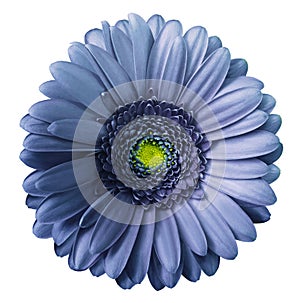 Gerbera blue-violet flower on white isolated background with clipping path. no shadows. Closeup. photo