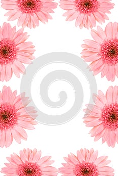 Gerbera Border