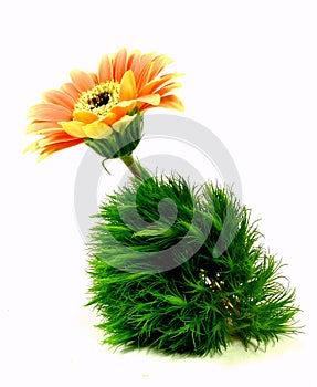 Gerbera with carnation grass
