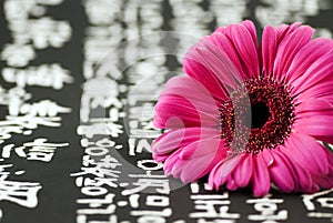 Gerbera on chinese background