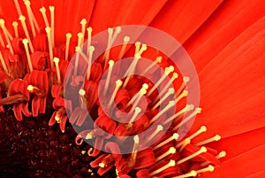 Gerbera4_9