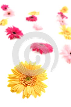 Gerbera colorful blur flowers background