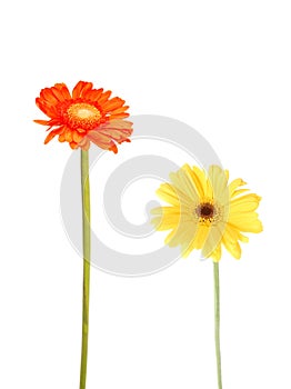 Gerbera daisies