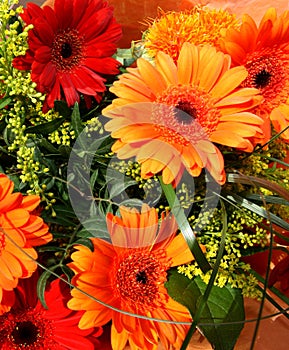 Gerbera daisies