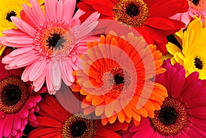 Gerbera Daisies