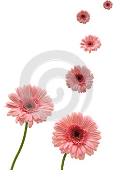 Gerbera Daisies