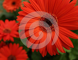 Gerbera Daisies