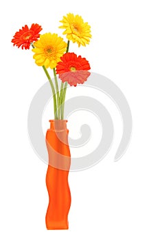 Gerbera Daisies