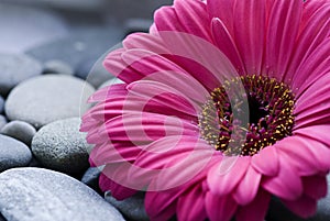 Gerbera daisy