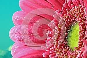 Gerbera daisy photo