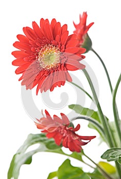 Gerbera Daisy photo