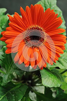 Gerbera daisy photo