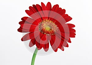 Gerbera Daisy