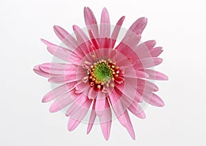 Gerbera Daisy