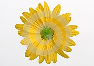 Gerbera Daisy-3