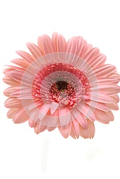 Gerbera Daisy