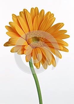 Gerbera Daisy-4
