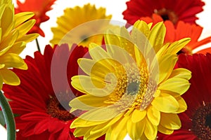 Gerbera daisy