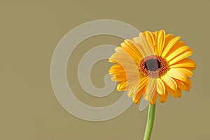 Gerbera daisy