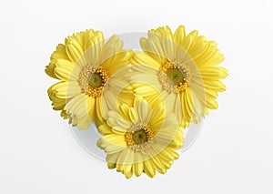 Gerbera Daisy-5