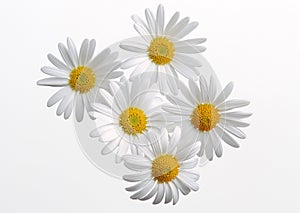 Gerbera Daisy-5