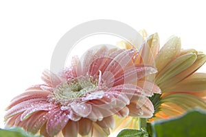 Gerbera daisy